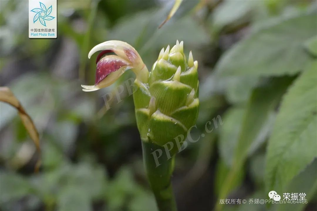 A Detailed Discussion on Chinese Medicine | Dried Ginger