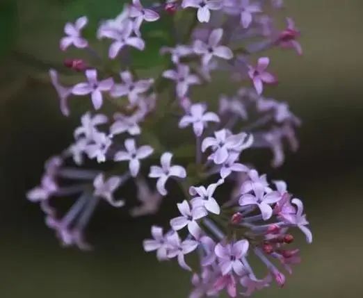 Honeysuckle and Its Perfect Partners: Drinking for Better Health Over Time