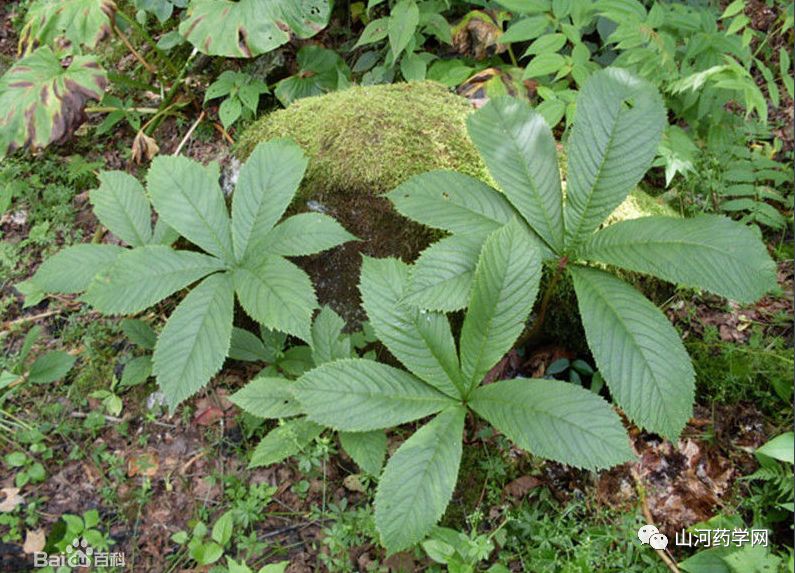 Traditional Chinese Medicine: Dan Shen (Salvia miltiorrhiza)