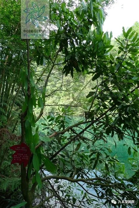 Compilation of Chinese Medicinal Herbs 71: Cinnamon