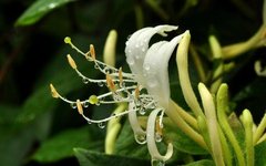 Honeysuckle: A Comprehensive Overview