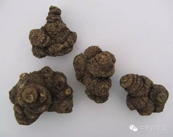 Chuanxiong (Ligusticum chuanxiong) - A Comprehensive Overview