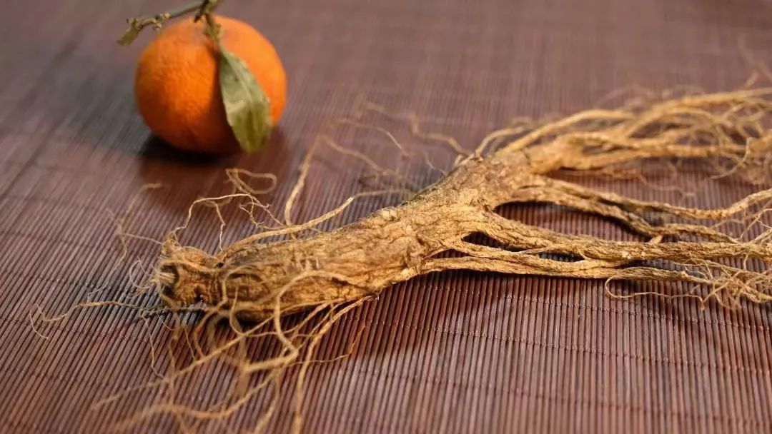 Why Is Codonopsis (Dang Shen) So Widely Used in Modern Times?