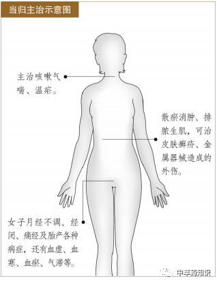 Illustrated Guide to the Shennong Bencao Jing: Angelica Sinensis