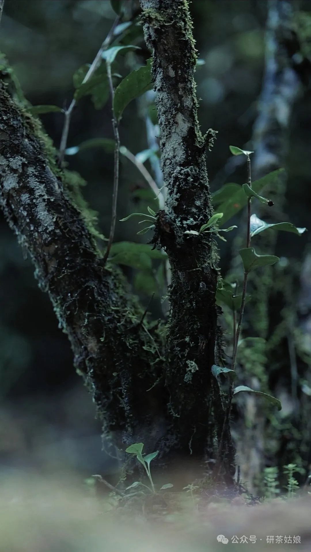 The Twin Flowers of Huiyuan Pit: Cinnamon and Narcissus, Distinguishing Varieties and Mountain Legends