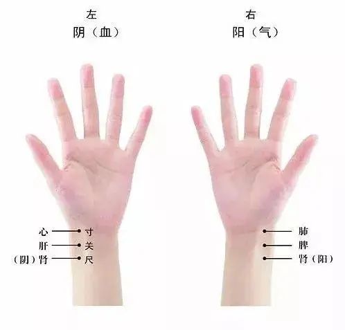 As a TCM Practitioner, Mastering Pulse Diagnosis is Essential! A Simple and Understandable Explanation for You