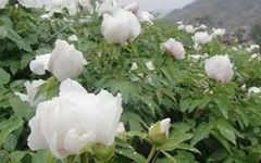 Daily Learning of a Chinese Herb: Bai Shao (White Peony)