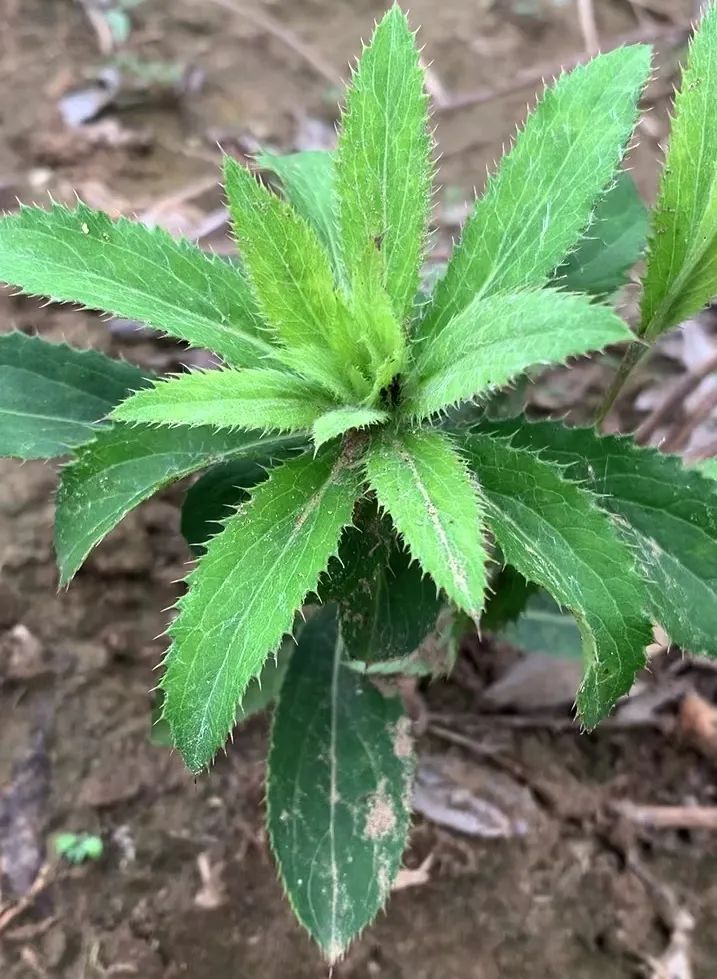 Comprehensive Guide to Herbs: Introduction and Efficacy of Cang Zhu (Atractylodes)