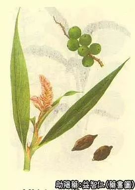 Traditional Chinese Medicine: Coix Seed (Yi Yi Ren)