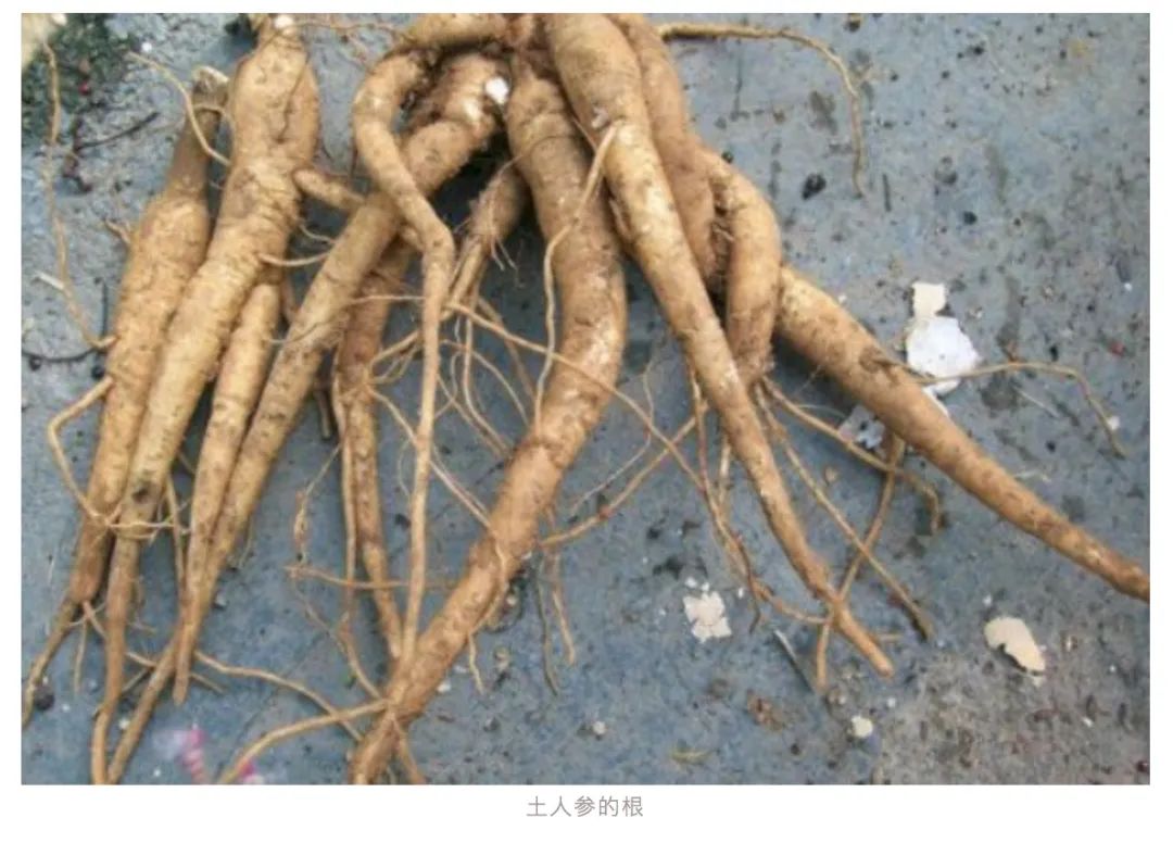 University Student Falls Asleep for 17 Hours After Mistaking 'Ginseng' for Poisonous Plant: Urgent Reminder!