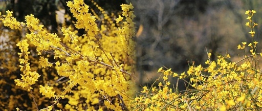 Spring or Forsythia? Distinguishing Their True Appearance
