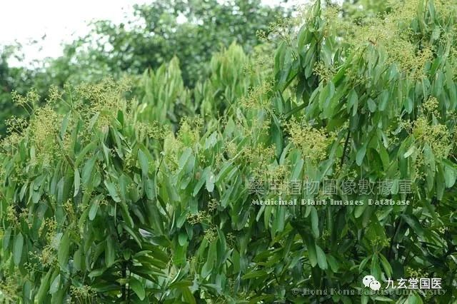 Compilation of Chinese Medicinal Herbs 71: Cinnamon