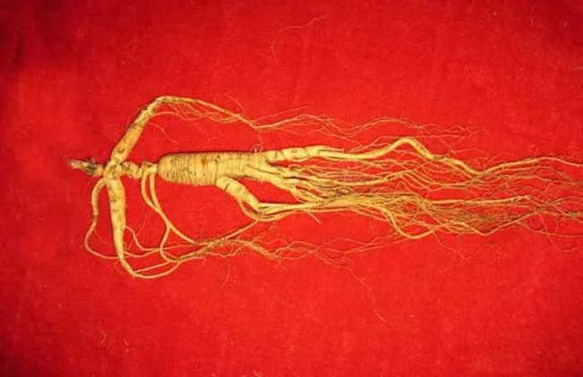 The Effects and Benefits of Ginseng: How to Consume Ginseng for Best Results