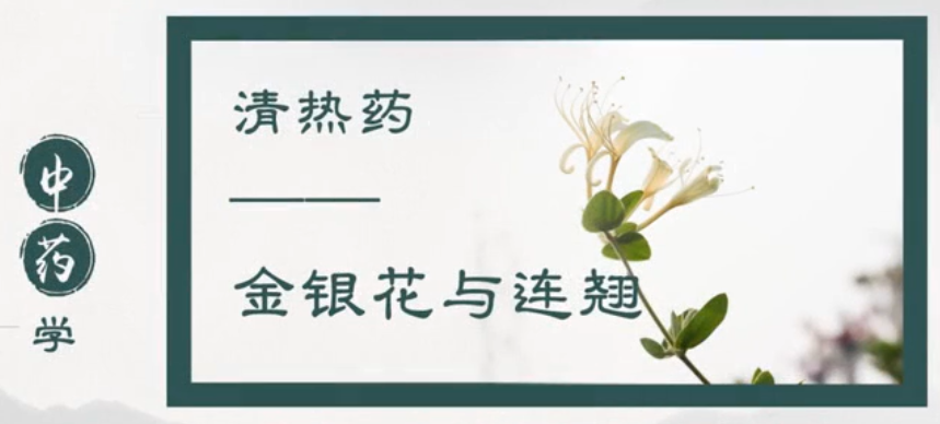 Honeysuckle: Clearing Heat and Detoxifying - What Kind of 'Toxins' Does It Address?
