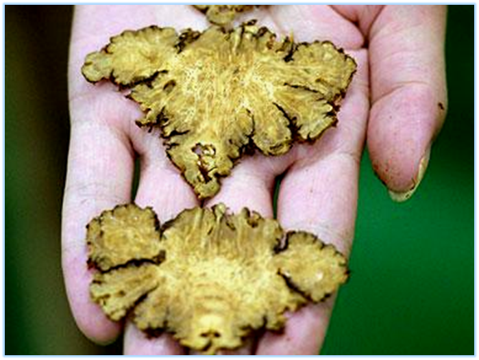 Essential Knowledge of Chinese Medicine: Chuanxiong (Ligusticum chuanxiong)