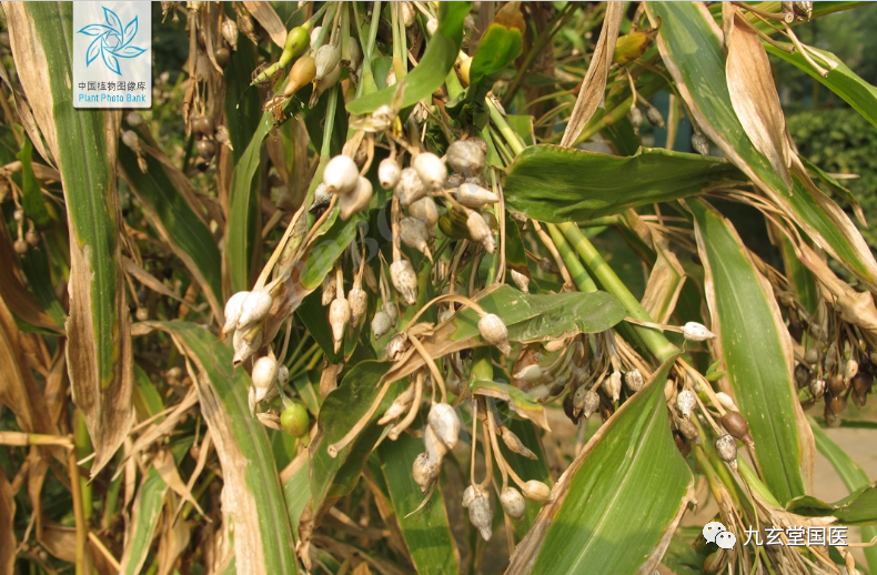Traditional Chinese Medicine: Coix Seed and Coix Root
