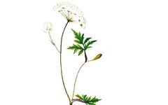 The Dual Role of Medicinal and Edible Plants: A Focus on Chuanxiong (Ligusticum chuanxiong)