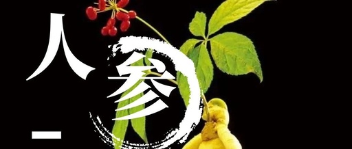 Young People Embrace Changbai Mountain Ginseng!