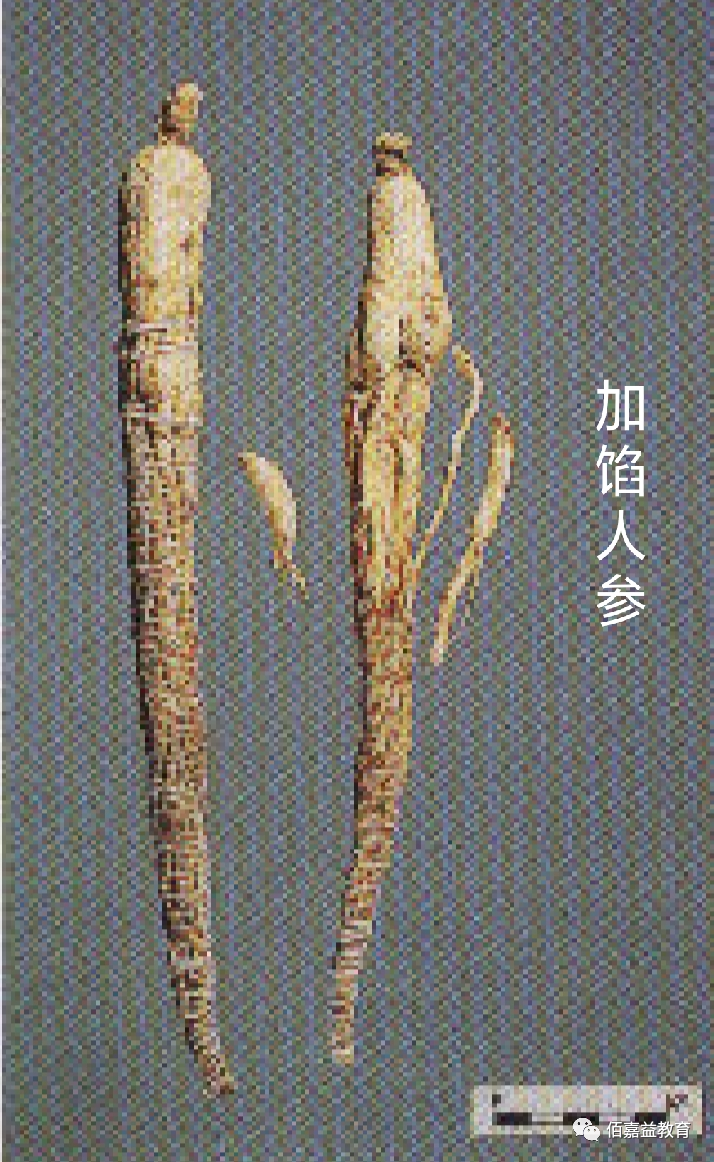 How to Distinguish Genuine from Fake Ginseng