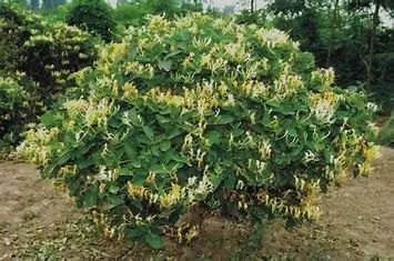 Jin Yin Hua (Honeysuckle Flower) - A Comprehensive Overview