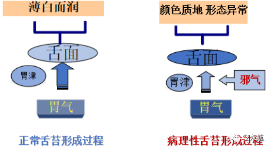 Understanding Disease Through Tongue Diagnosis in Traditional Chinese Medicine
