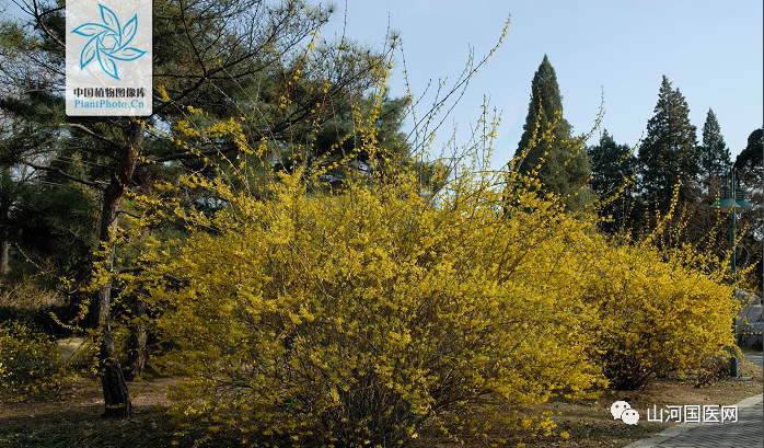 Traditional Chinese Medicine: Forsythia (Lián Qiáo)