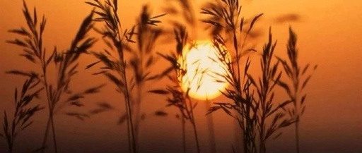 Characteristics of Diseases Caused by the Six Excesses