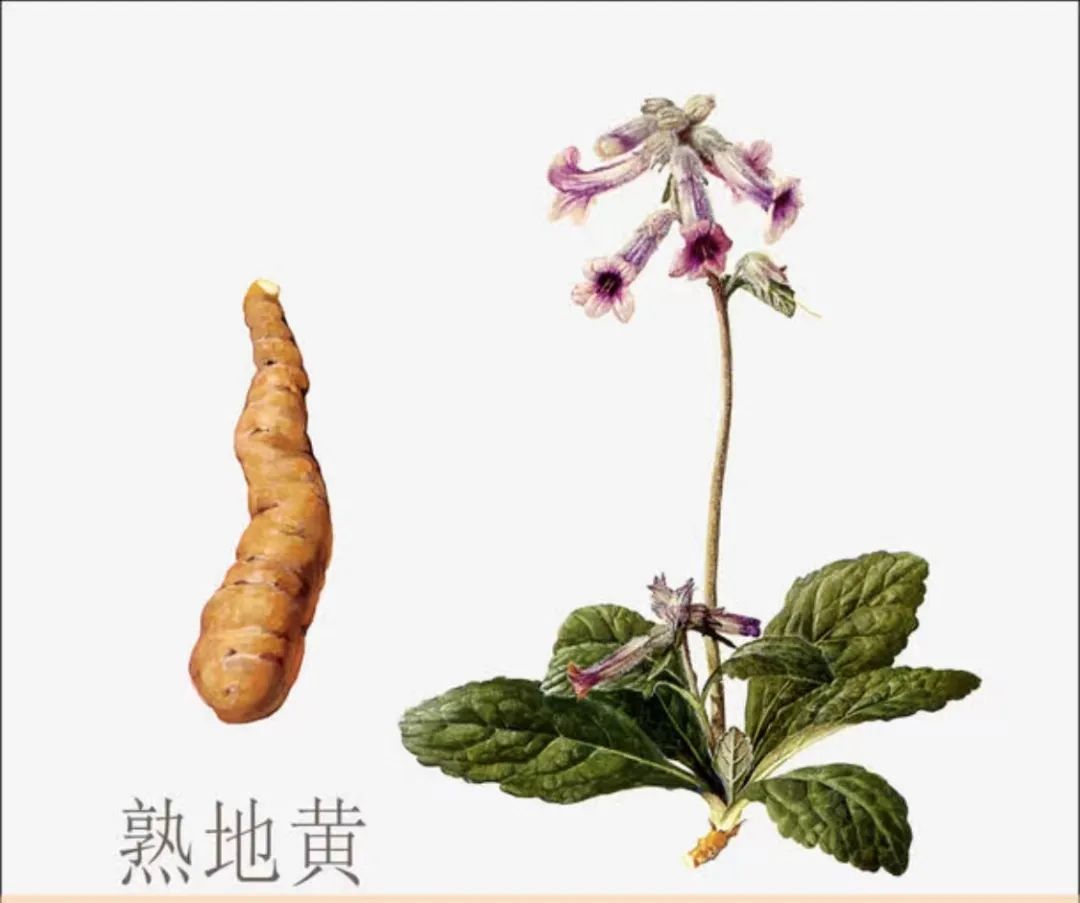 The Four Dimensions of Medicinal Herbs: The Good Minister