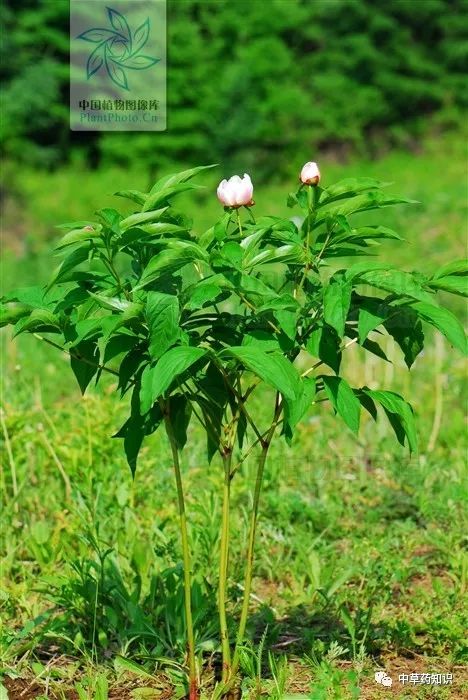 Traditional Chinese Medicine Herb: Bai Shao (White Peony)