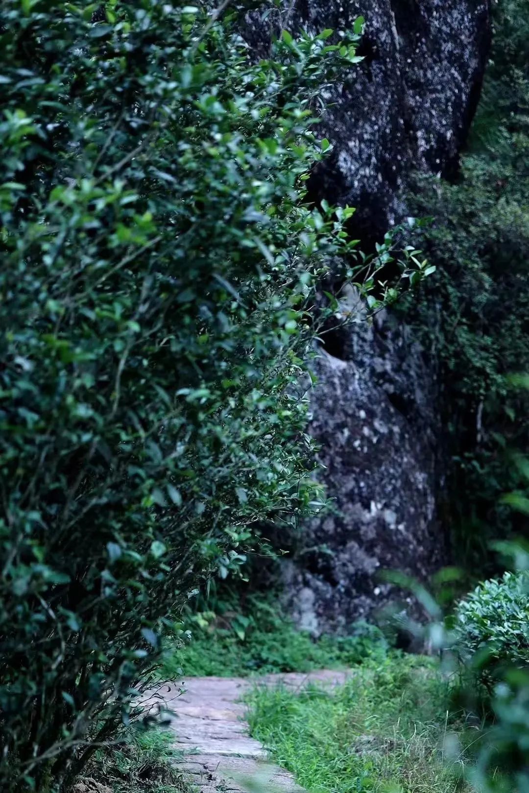 The Enduring Charm of Wuyi Rock Tea's Star: Wuyi Rougui