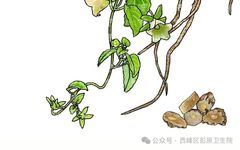 Top Ten Medicinal Herbs: Codonopsis (Dang Shen)