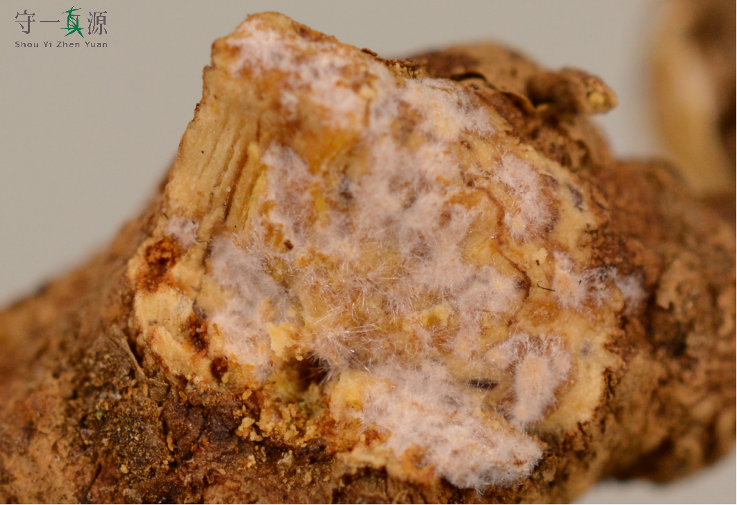 The Sacred Herb for Strengthening the Spleen: Cang Zhu