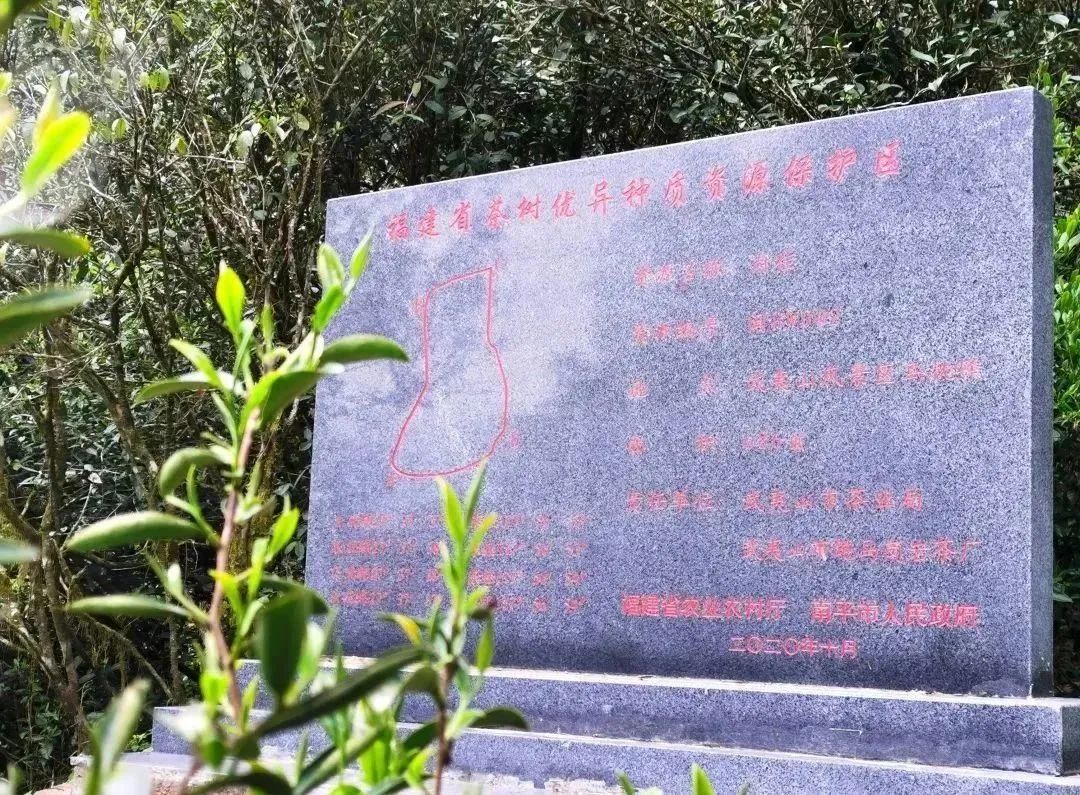 The Aromatic Power of Cinnamon in Wuyi Rock Tea