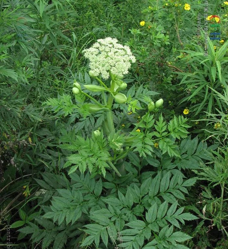 Angelica Sinensis: The 'King of Herbs' and the 'Top Blood Nourishing Herb'!
