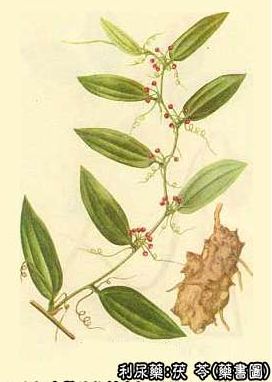 Popularizing Chinese Medicine: Poria