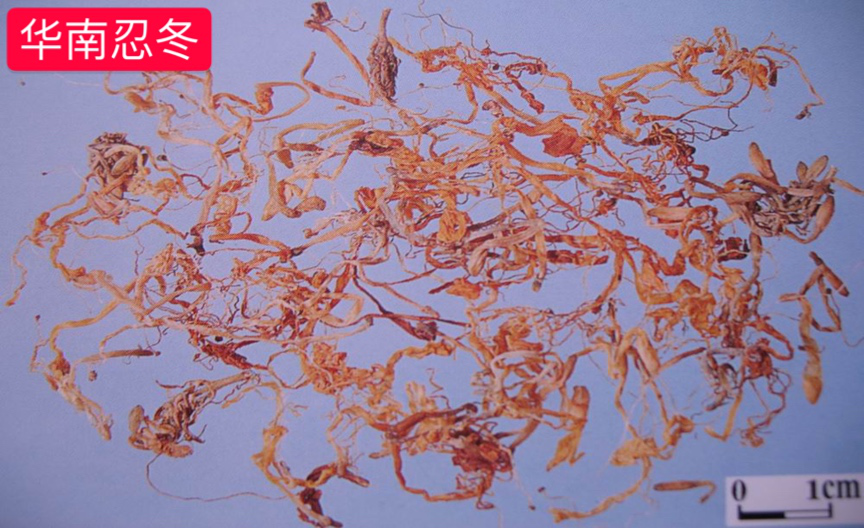 Understanding Honeysuckle: A Comprehensive Guide to Jin Yin Hua