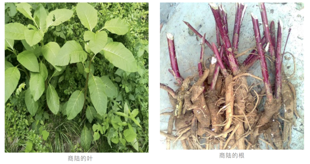 University Student Falls Asleep for 17 Hours After Mistaking 'Ginseng' for Poisonous Plant: Urgent Reminder!
