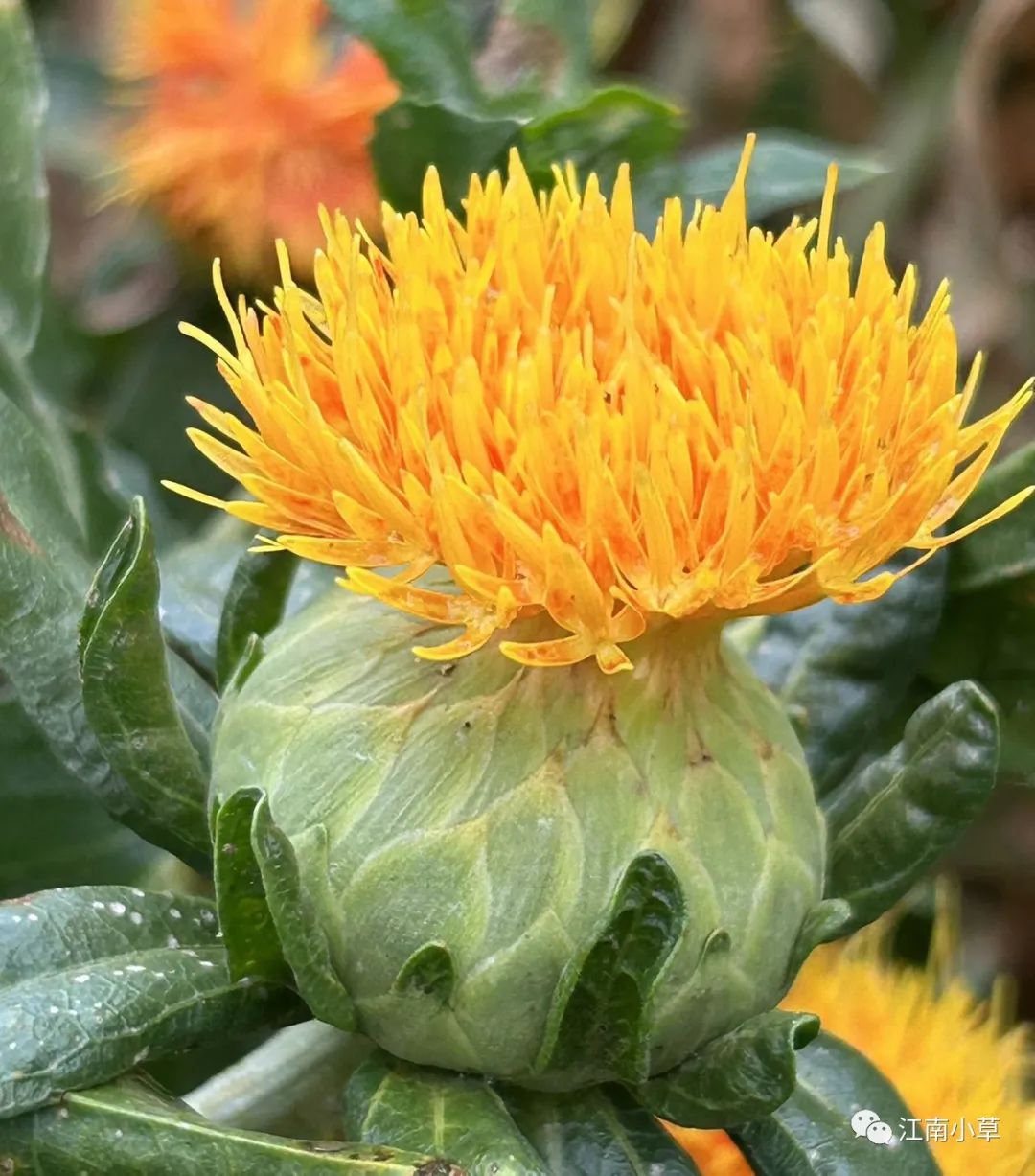 Analysis of Honghua (Safflower) in Traditional Chinese Medicine