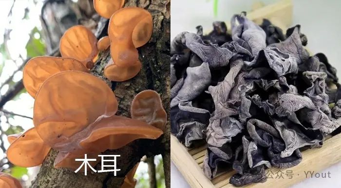 9 Effective Folk Remedies for Treating Anemia in Traditional Chinese Medicine