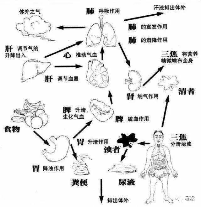 Functions of the Five Zang and Six Fu Organs