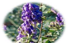 Understanding Fuzi (Aconiti Radix) in Traditional Chinese Medicine