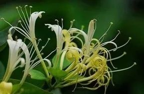 The Efficacy and Functions of Honeysuckle: What Are Its Uses?