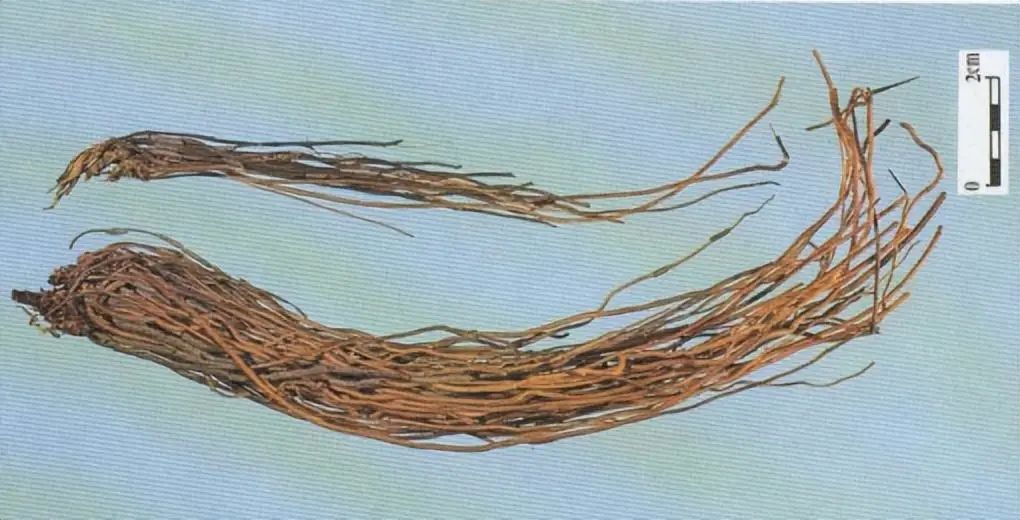 Identification of the Chinese Herbal Medicine Huanglian