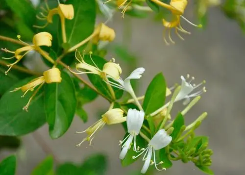 The Efficacy and Functions of Honeysuckle (Jin Yin Hua)
