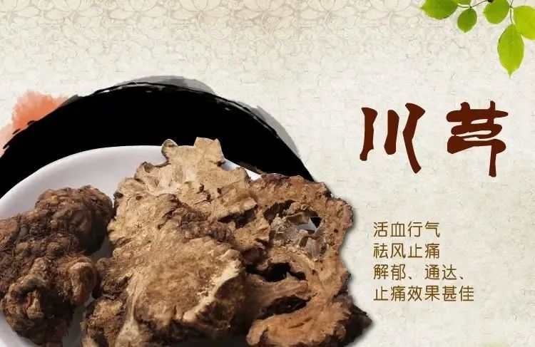 Daily Herb: Chuanxiong (Ligusticum chuanxiong)