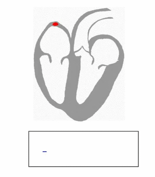 Ni Haixia: A Detailed Explanation of the Operational Patterns of the Five Zang and Six Fu Organs That Everyone Should Understand