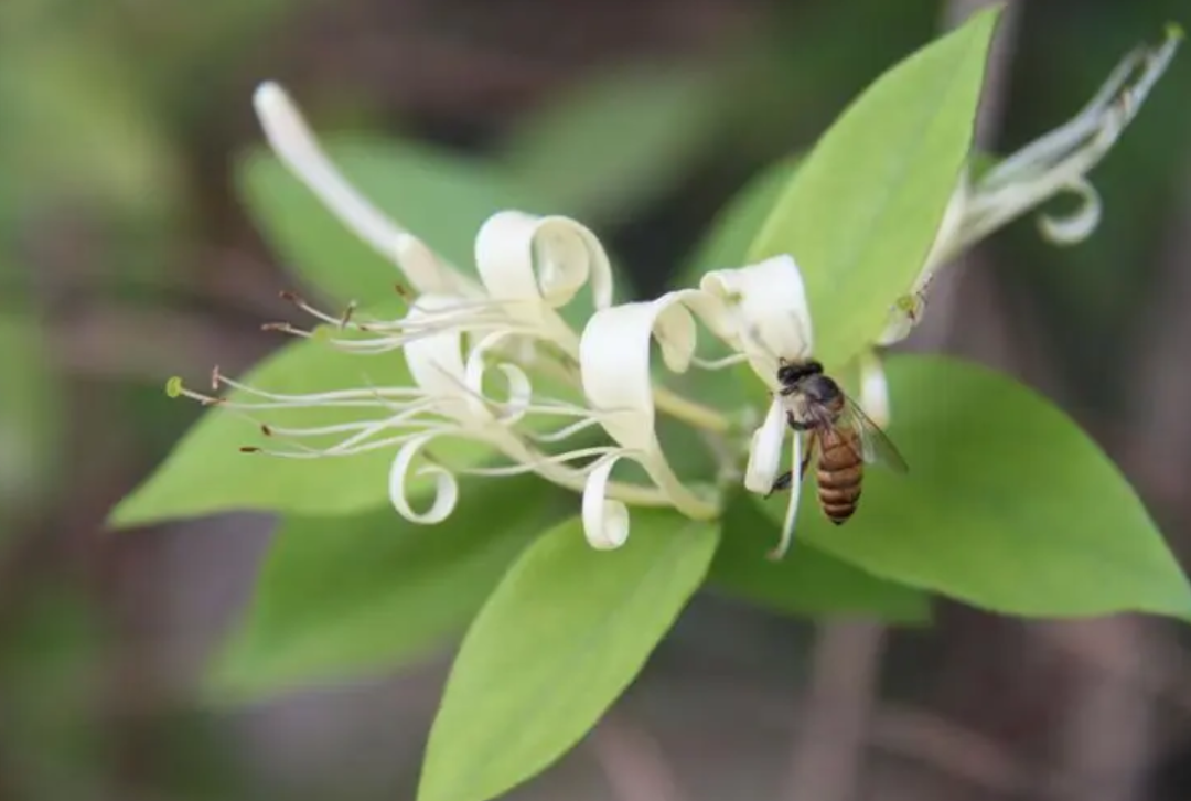 Medicinal Honey Source Plant - Honeysuckle!