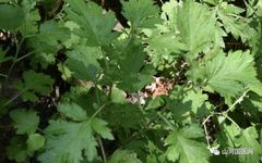 Bencao Gangmu: Mugwort (Ai Cao)