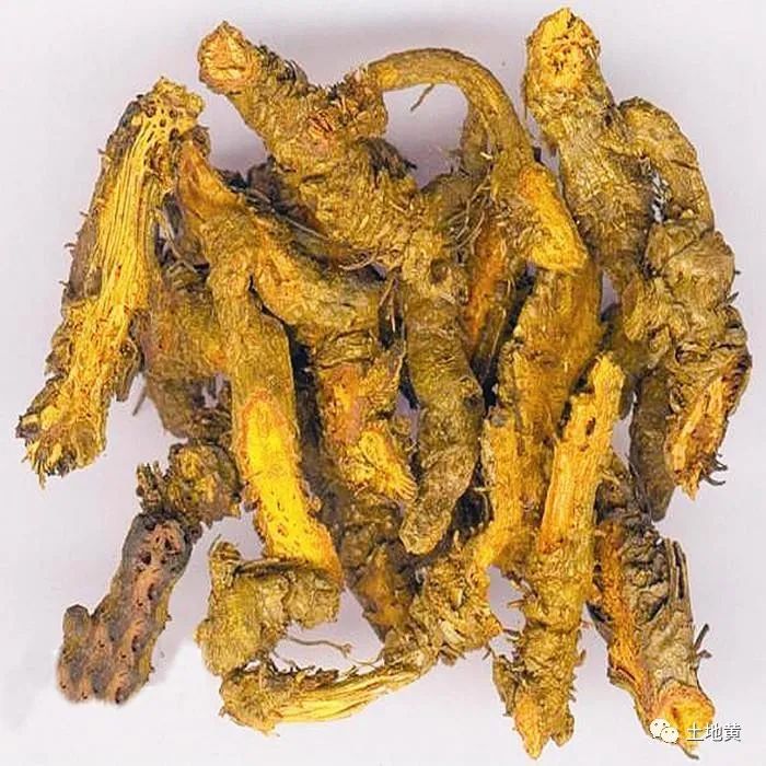 Huanglian - A Heat-Clearing and Damp-Drying Herb
