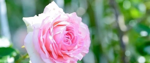 The Root of Phlegm-Dampness Lies in Spleen Deficiency: A Chinese Patent Medicine to Resolve Phlegm-Dampness by Strengthening the Spleen and Stomach